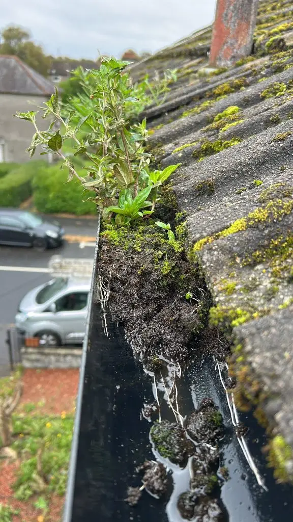 image of a blocked overflowing gutter in Neilston